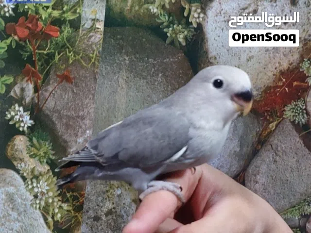 روز فرخ هدد خارج و هدد داخلي فل ربوه وتساب فقط
