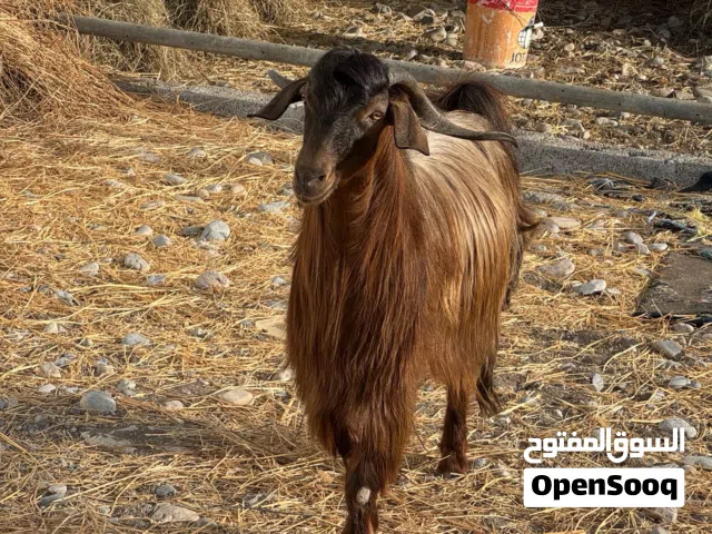 تيس من حلال بني سعيد