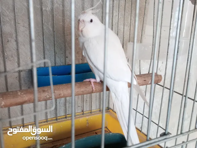 السلام عليكم ورحمه الله وبركاته مطلوب جواز كوكتيل اللبينو أو بايد