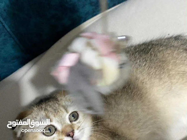 سكوتش فولد Ny25 انثى