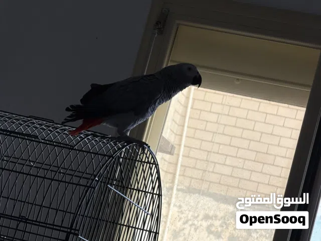 للبيع كاسكو هولندي العمر بين 7 إلى 8 شهور فرصه الي يبي يعلم الطير يتكلم وايد