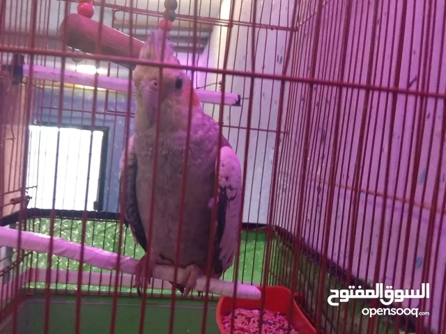 طيور الكوكتيل