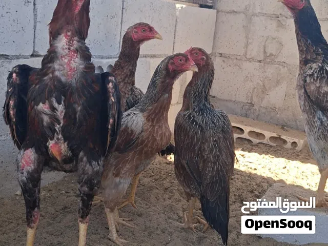 متوفر طقم باكستاني احمر صحه ونظافه ما شاء الله تسليم الرصيفة الجبل الشمالي خلف مستشفى الأمير فيصل