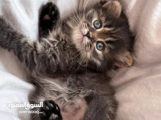 adorable Persian and Scottish fluffy princess looking for her forever home