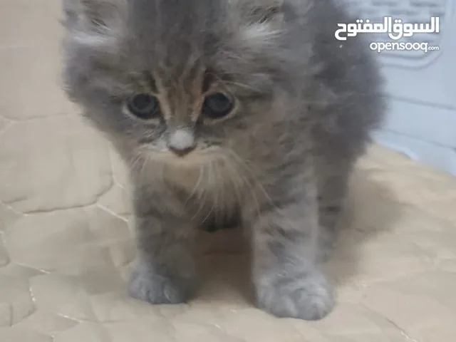 قطط صغيرة للبيع مكس شيرازي