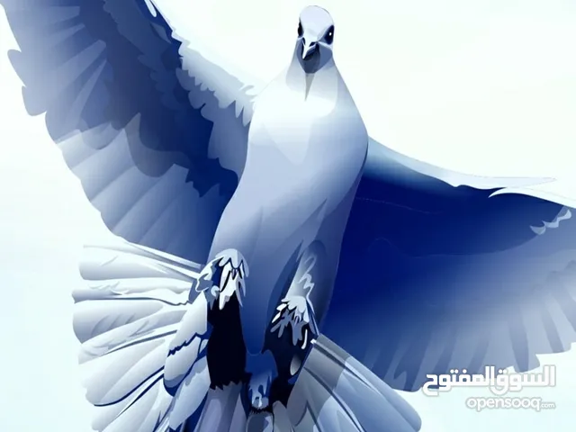 بسم الله الرحمن الرحيم اقرو الوصف