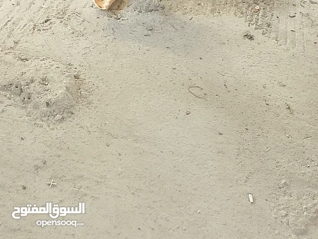 ديوك بلدي للبيع
