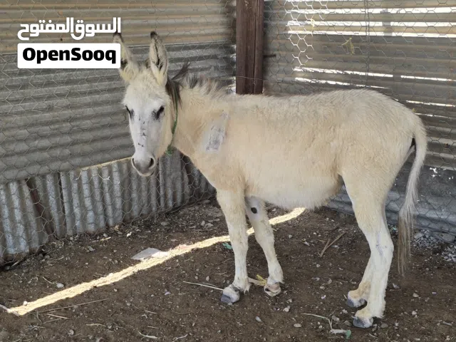 لبيع حمار ذكر