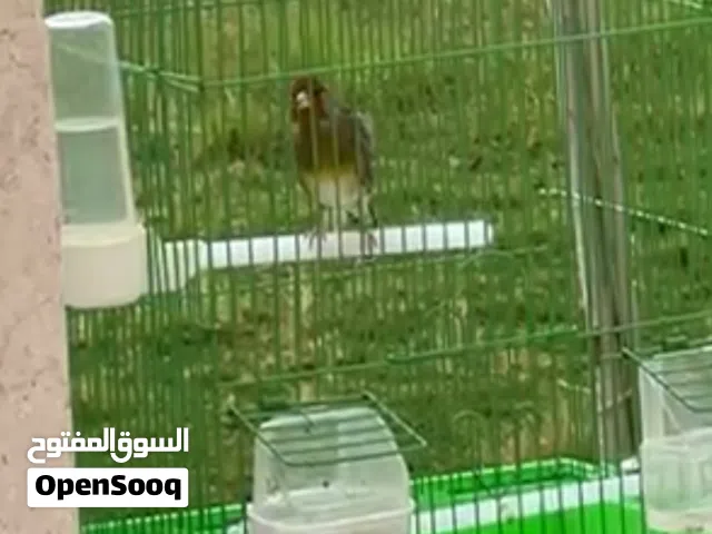 طير بندوق مغرد