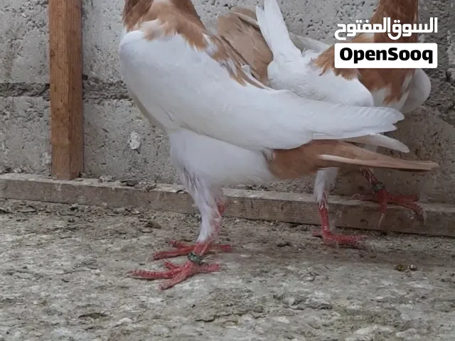 فراخ مكابي.