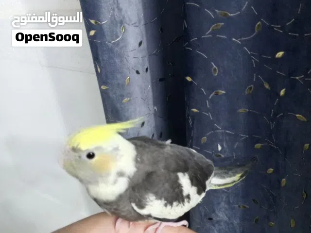 كوكتيل أليف ولعوب سعر65