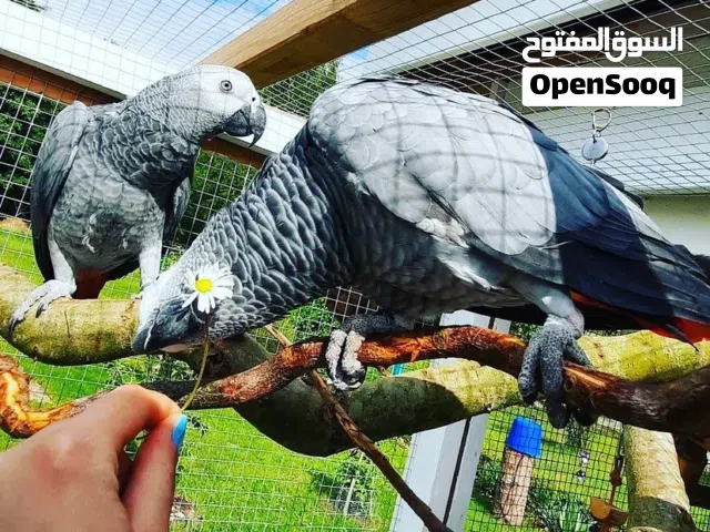 Charming, intelligent, Stunning African Grey Parrot for Sale