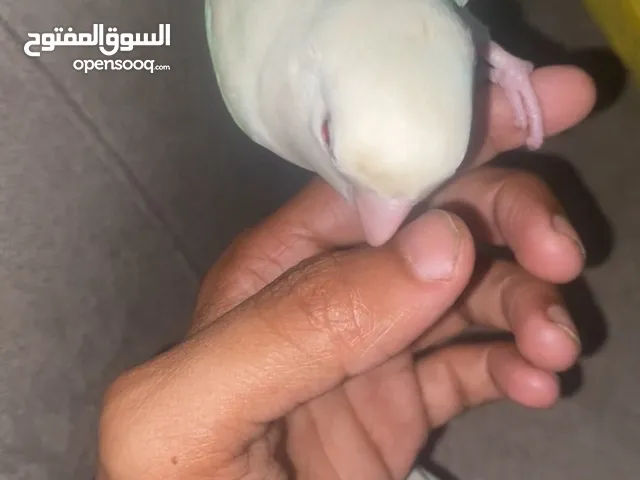 روز ذكر اليف