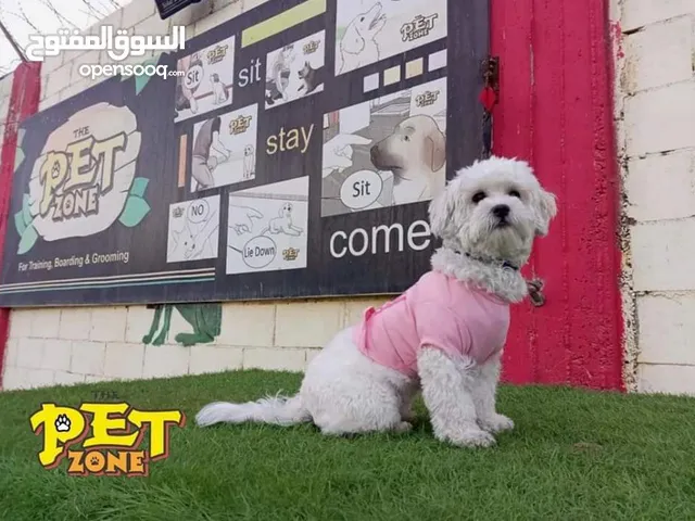 فندق للكلاب Dog hotel