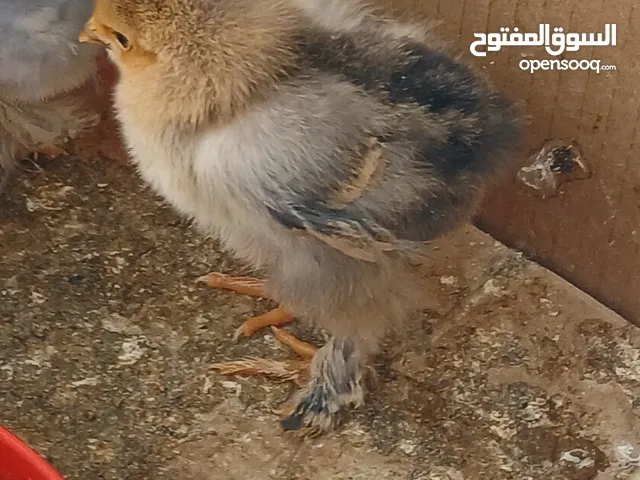 صيصان براهما الاصلي المصوف للبيع