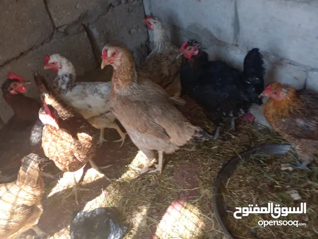 متاح أفراخ دجاج للبيع عرب اصلي اعمار مختلفه