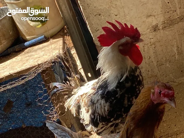 ديك للبيع 2