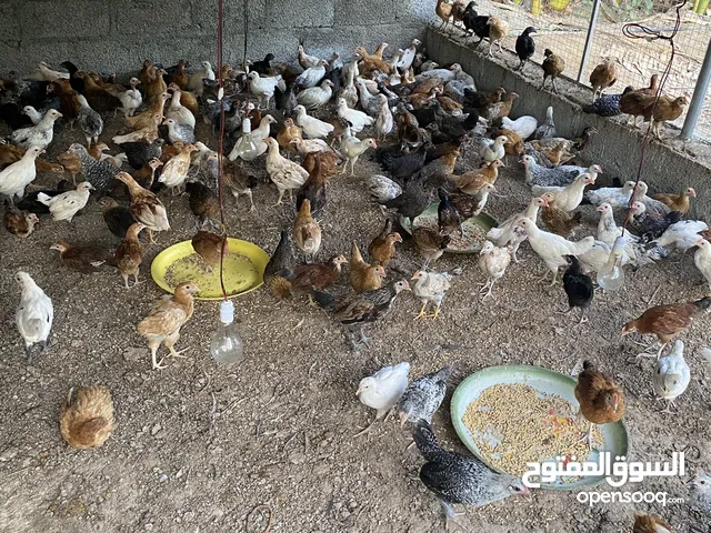 للبيع دجاج
