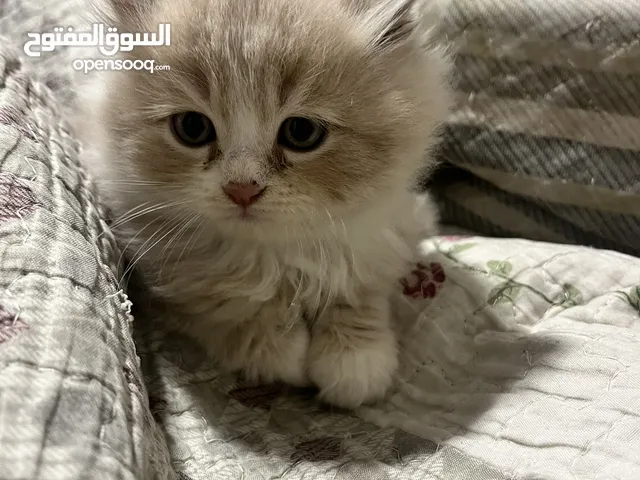 قطط للبيع سكوتش +شيرازي