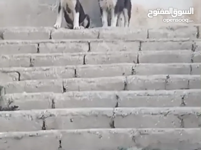 كلاب هاسكي العمر 3 شهور