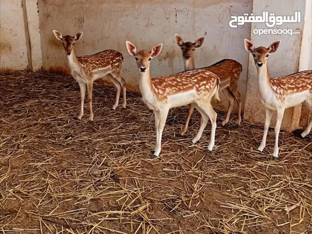كوبيات غزال ايل