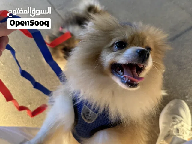 ذكر بومرينين بيور عمر 4 شهور لطيف كثير وهادئ ومتعلم عالحمام ماخذ جميع التطعيمات