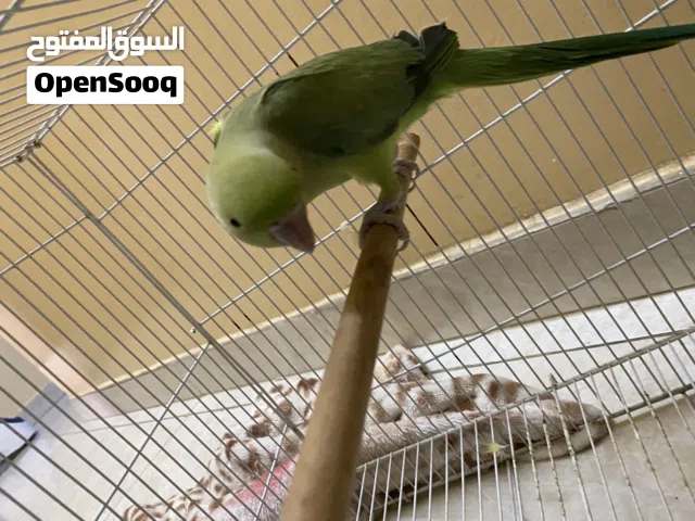 متو شبه اليف