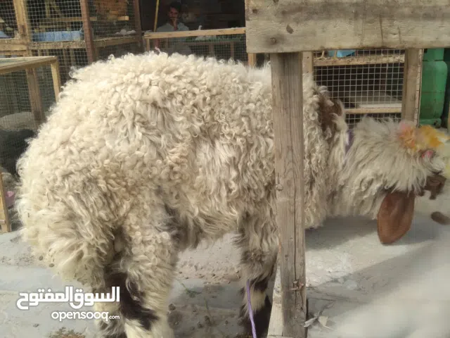 خروف للبيع اقرى الوصف