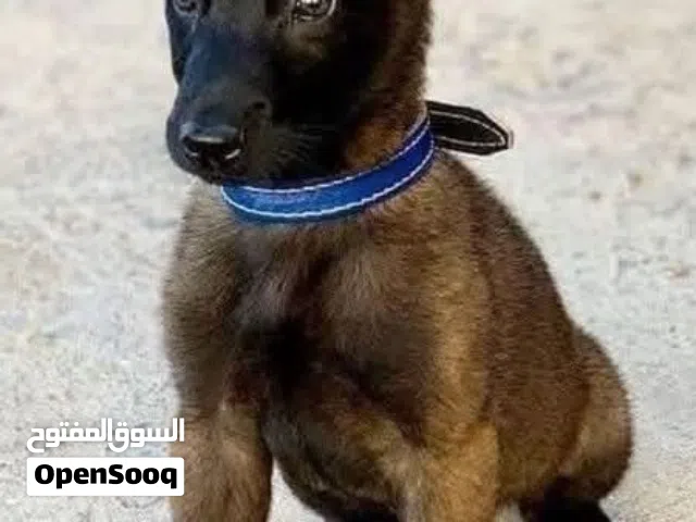 مطلوب كلب بلجم مالينو