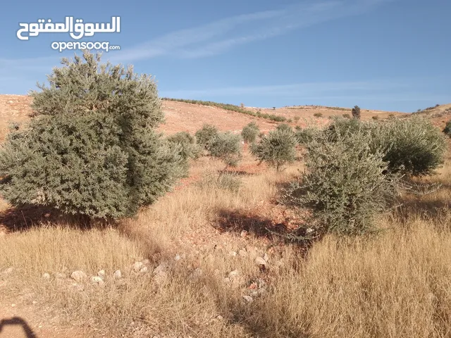 Farm Land for Sale in Baalbek Other