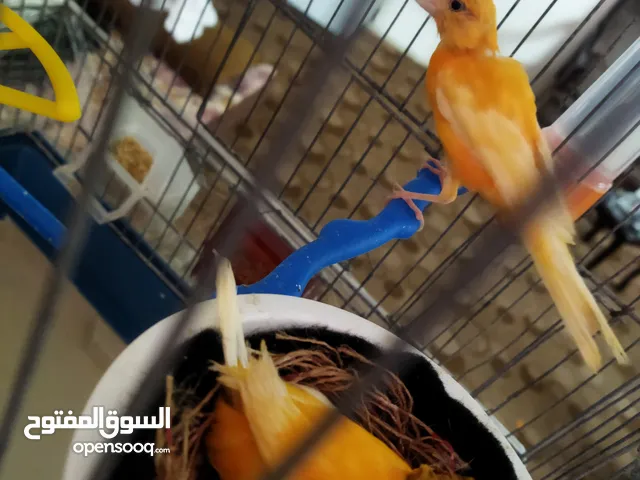 جوز كنار مع فرخين