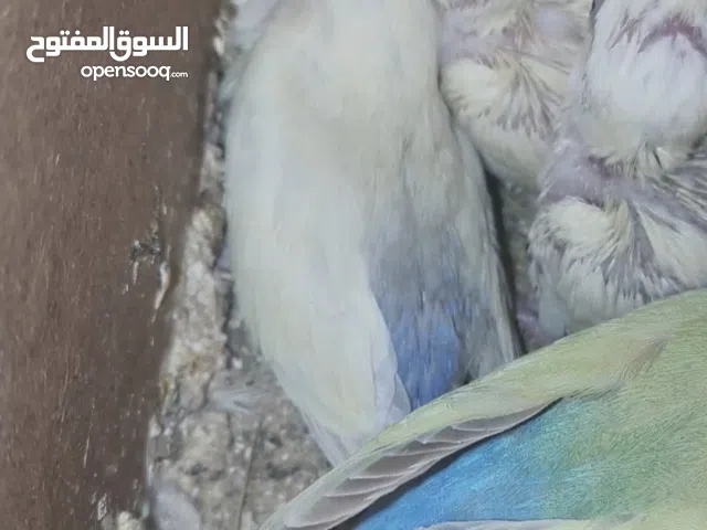 موجود ثلاثه فروخ بركديلو مش متعودين على الشرنقه