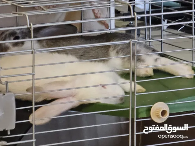 2 rabbits one male one female