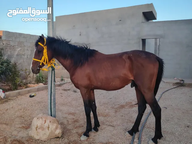 حصان ربي يبارك طيب سرج وسيله