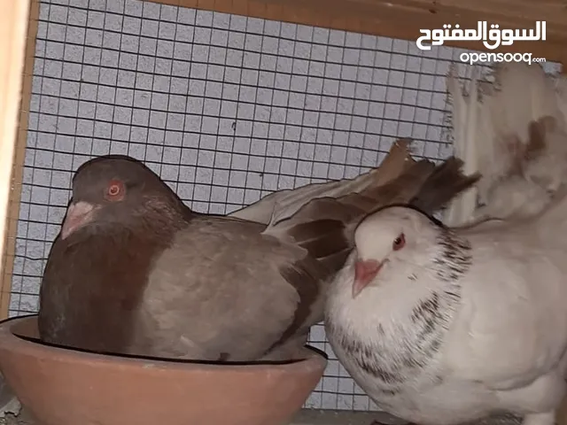 زوج حمام رومي اصلي شغال حجم ما شاء الله
