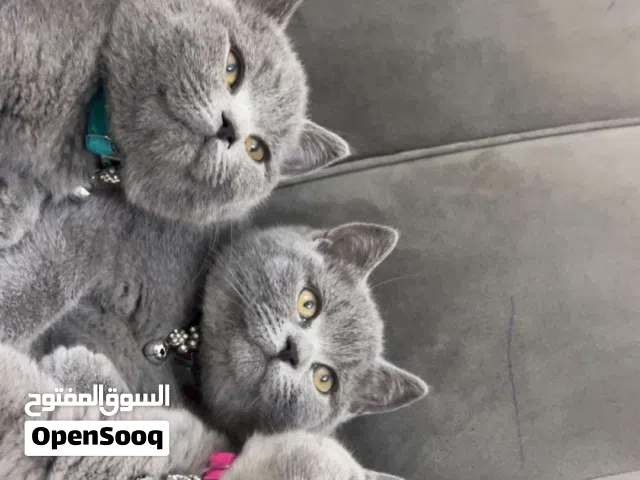 كتن برتش شورت هير للبيع