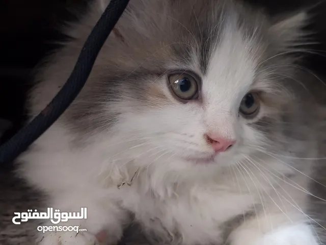 قطط للبيع بيرشن الوصف مهم