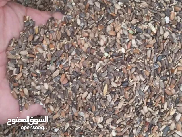 يوجد لدينا بزر خرفيش