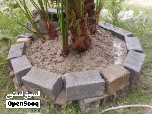 عويد مجذر وكامل نسبة النجاح ميه ب ميه. باقي اخر ثنين البصرة ابو الخصيب