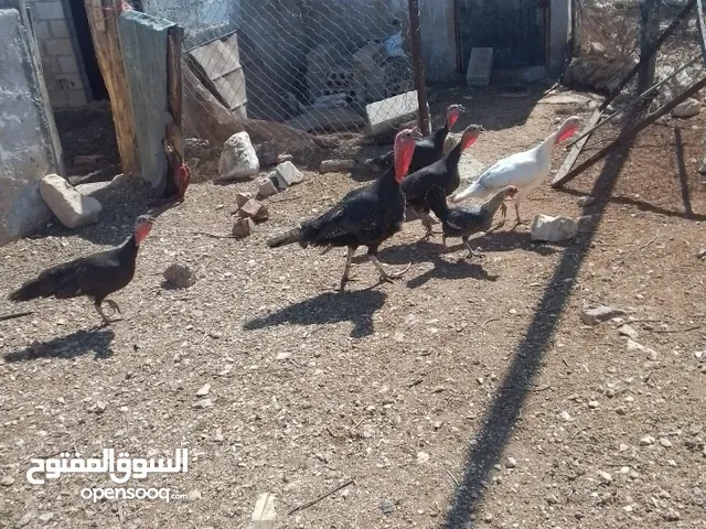 حبش بلدي للبيع والاتصال للستفسار