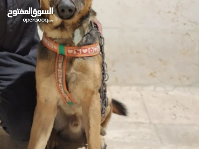 كلب جيرمن شبرد بيور عضم عريض