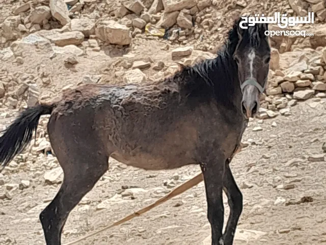 للجادين مهر للبيع عمر تسعة أشهر