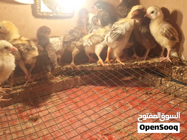 كتاكيت لبيع كويتي  و عرب عادي