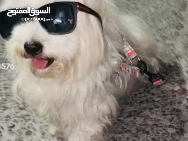 كلبه مالتيز نضيفه للبيع أو للبدل بتلفون آيفون