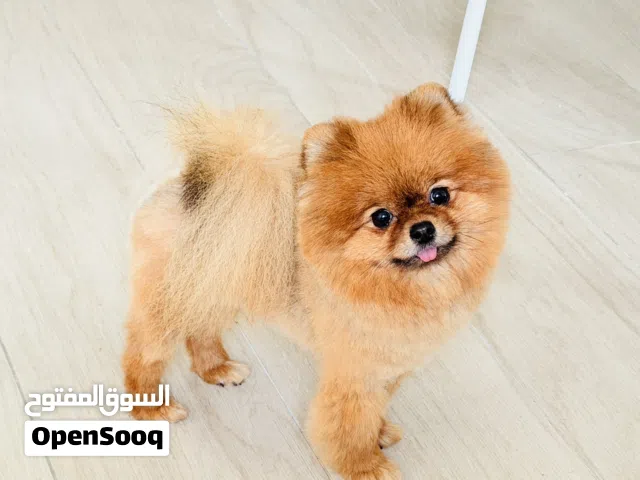 Pomeranian female 8 months old