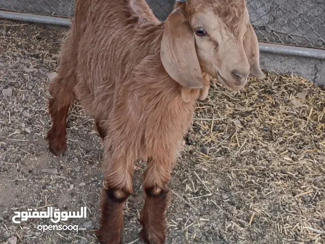 ماشاء الله للبيع فحل من حلال الجواميد