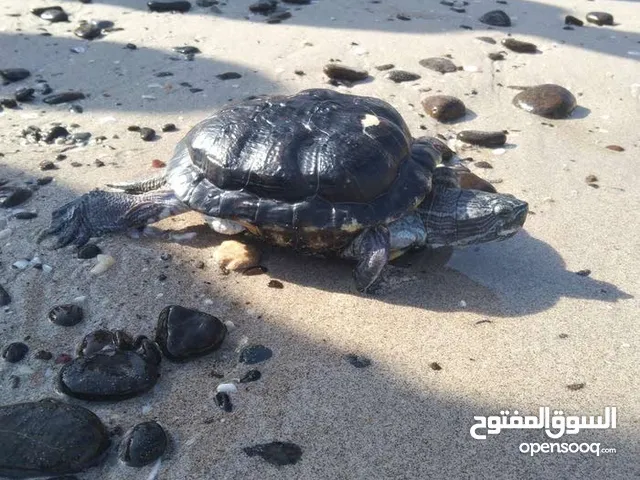 Red Ear turtle سلحفاة برمائية