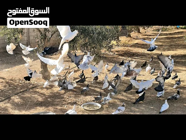 حمام زاجل وانجليزي للبيع بسعر حرررررررق