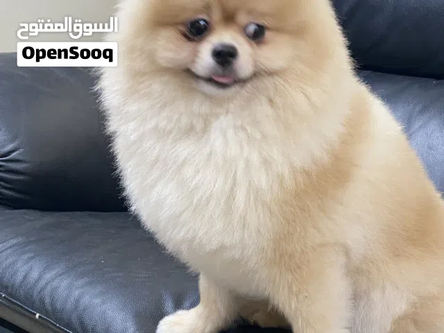 بوميريان ذكر متاح للتزاوج