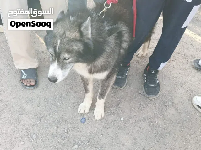 سلام عليكم هاسكي للبيع